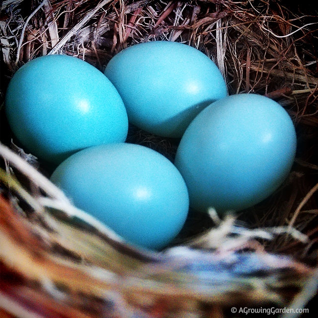 Bluebird Eggs in Nest