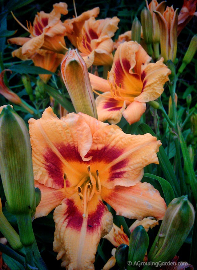 Black Eyed Stella Daylily