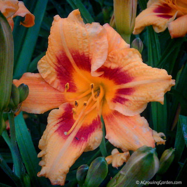 Black Eyed Stella Daylily