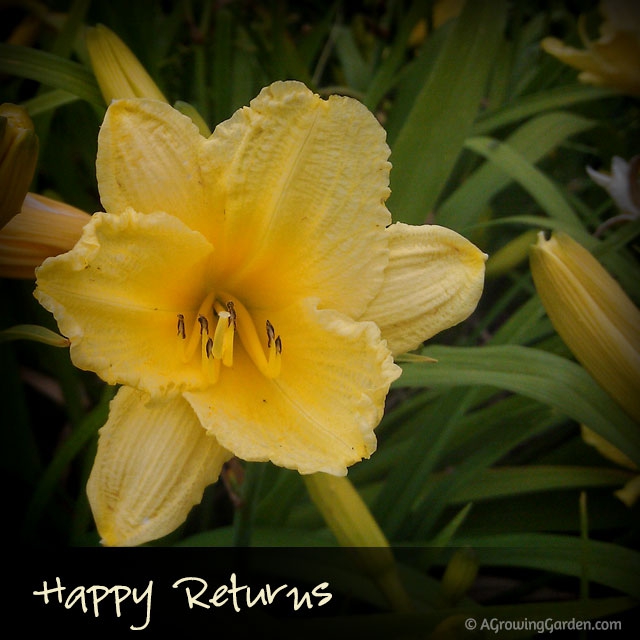 Happy Returns Daylily