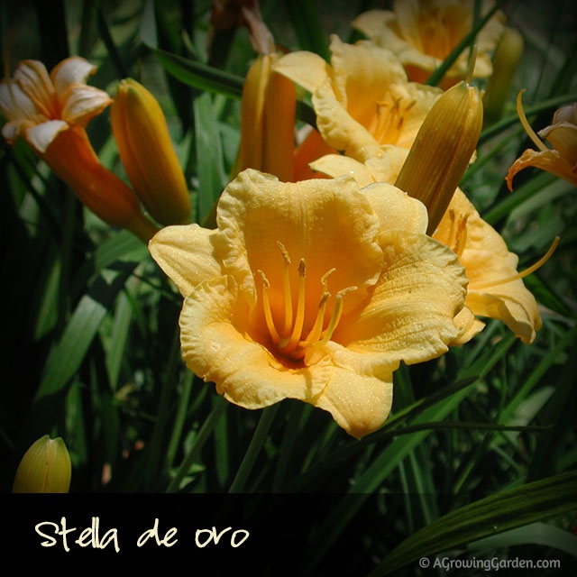 Stella de Oro Daylily