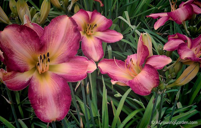 Growing Daylilies - Sand Pebbles