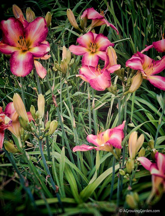 Garden Design with Daylilies