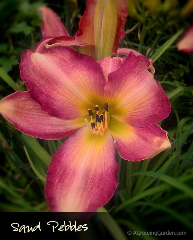 Sand Pebbles Daylily