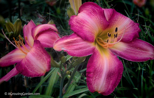 Daylilies in the Garden - Sand Pebbles