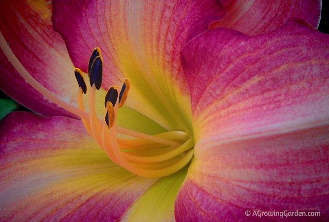 Daylily Close Up - Sand Pebbles Daylily