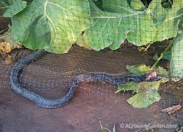 Black Snake Stuck in Garden Netting