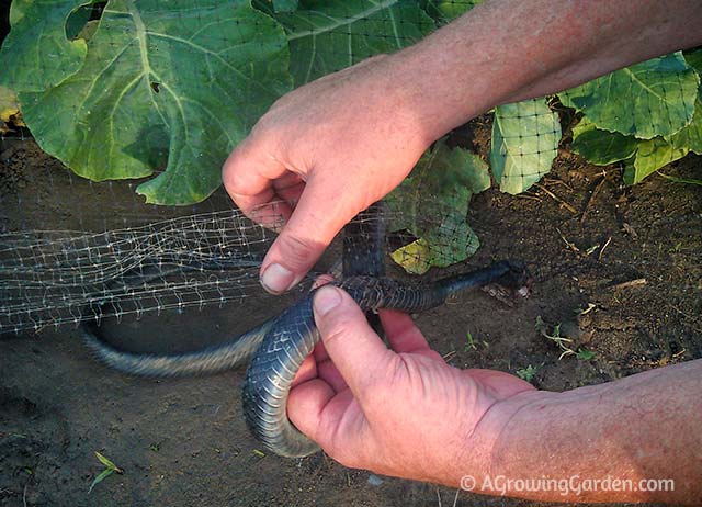 Cutting Black Snake from Garden Netting
