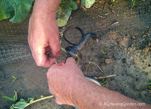 Freeing Snake from Garden Netting
