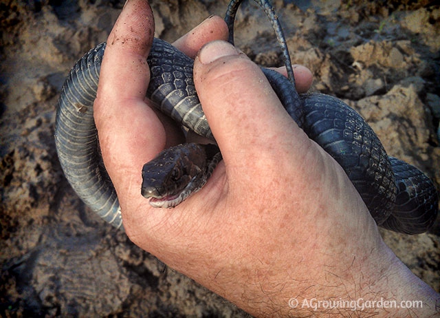 Black Snake