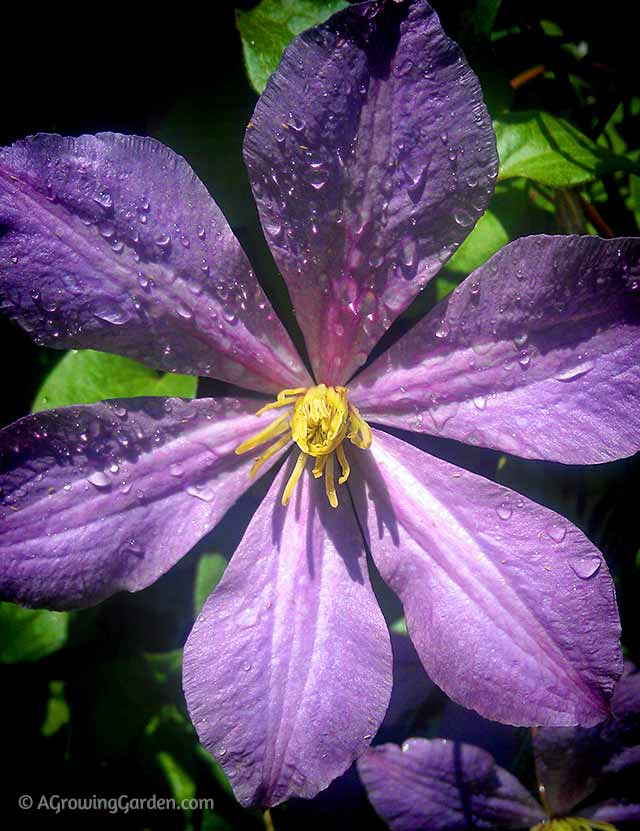 Purple Clematis Flower