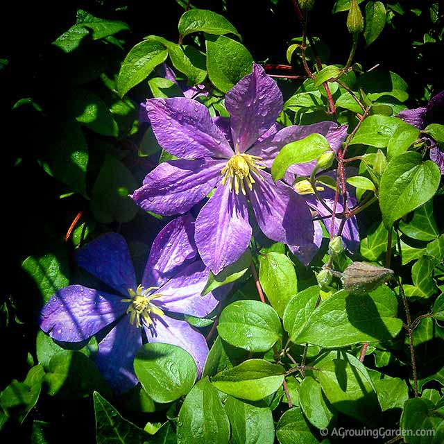 Clematis Vine