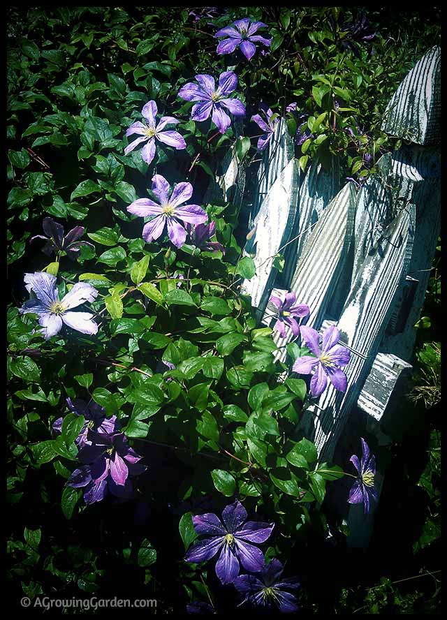 Clematis vine growing on a fence