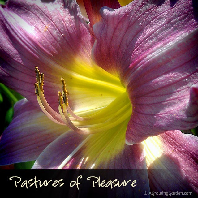 Pastures of Pleasure Daylily