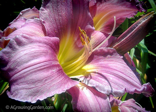 Daylily Flower Close Up - Pastures of Pleasure