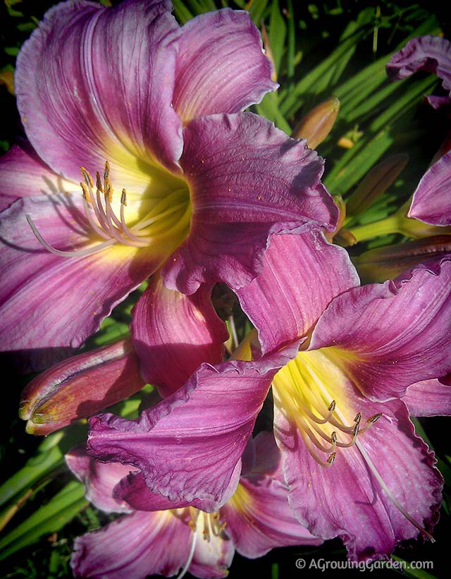 How to Grow Daylilies - Pastures of Pleasure Daylily