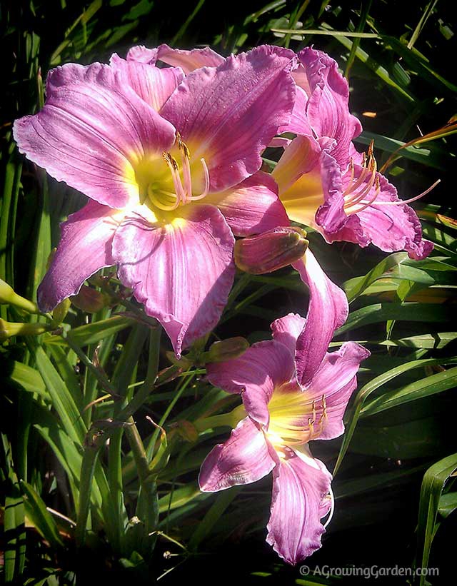 Growing Pastures of Pleasure Daylily