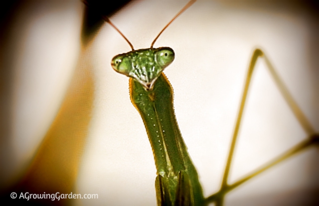 Praying Mantis Close Up