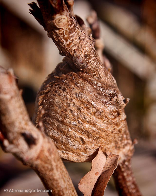 Praying Mantis Egg Case