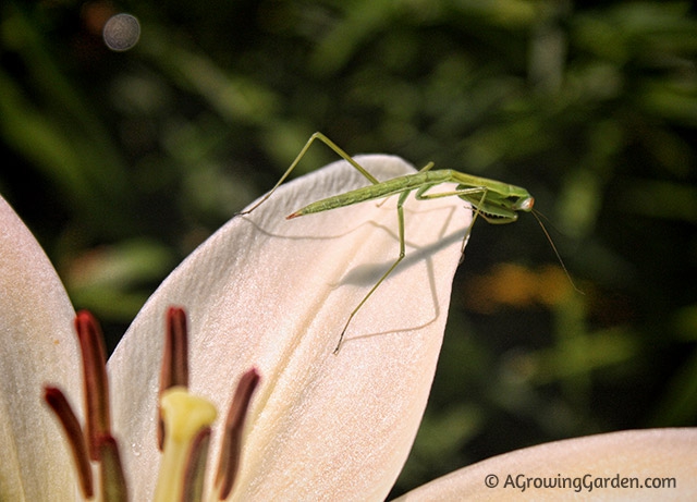 Praying Mantis Hunting in the Garden