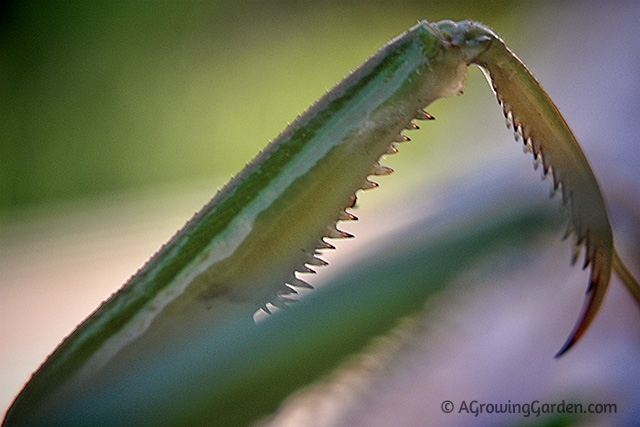 Parying Mantis Legs