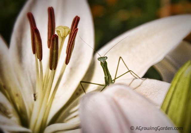 Praying Mantis on a Flower