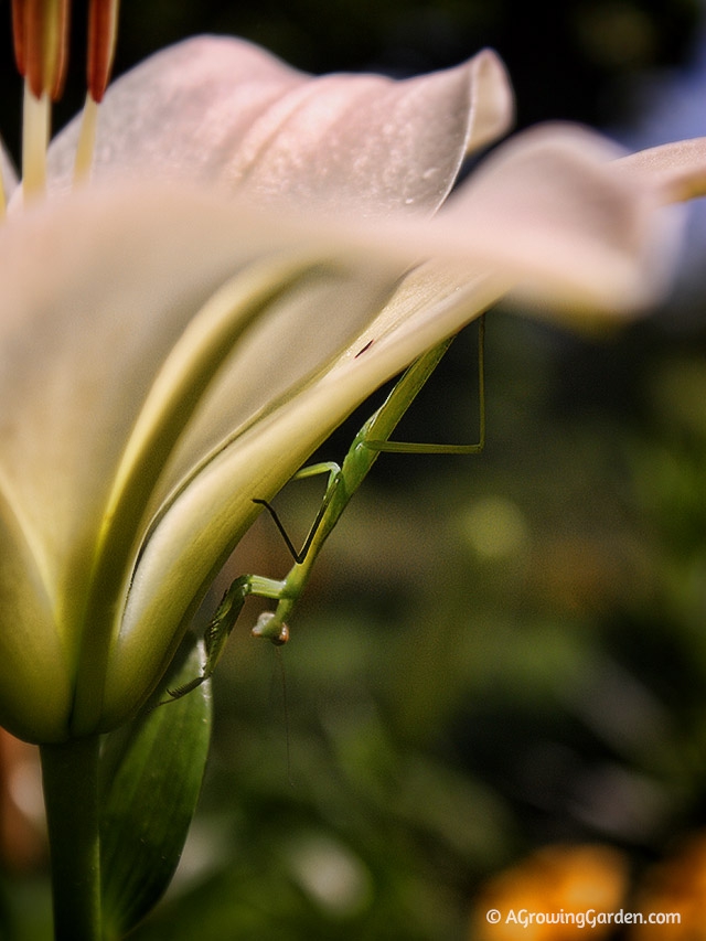 Praying Mantises are Beneficial to the Garden