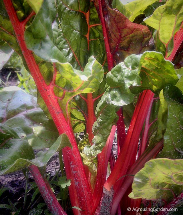 Growing Swiss Chard