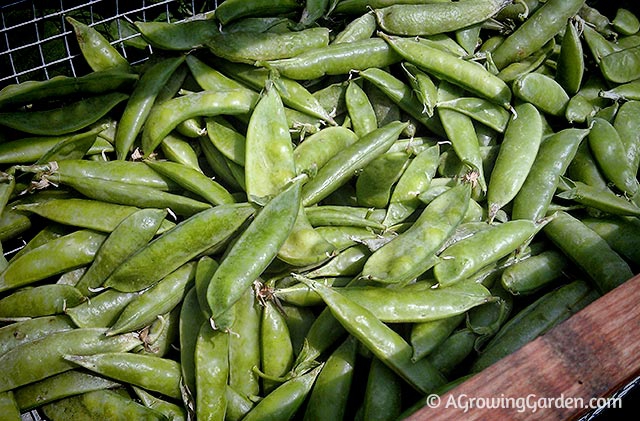 Growing Peas