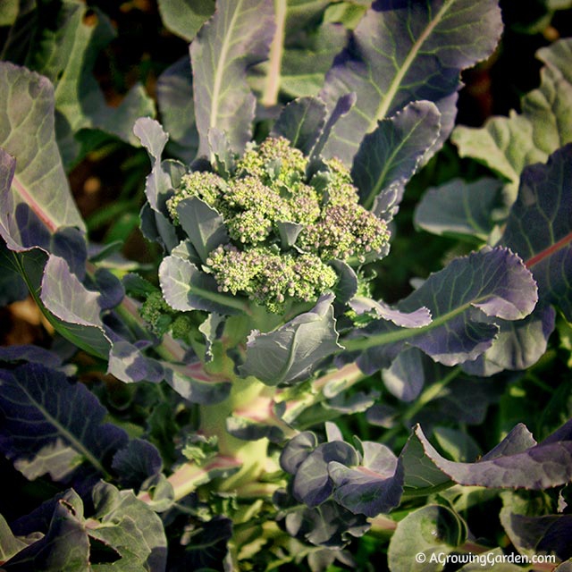 Growing Broccoli