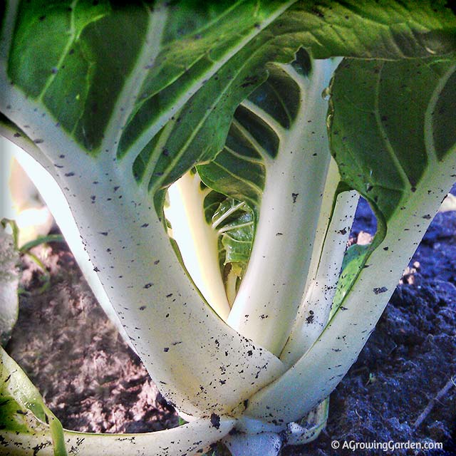 Growing Bok Choy