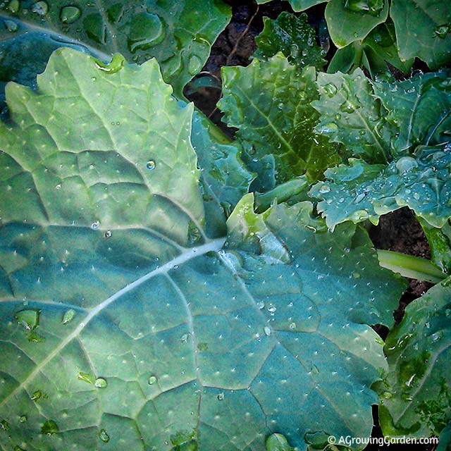 Growing Kale