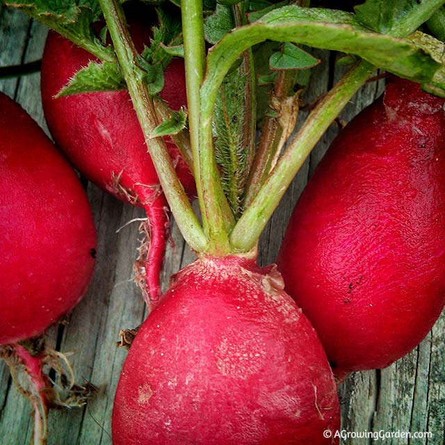 Growing Radishes