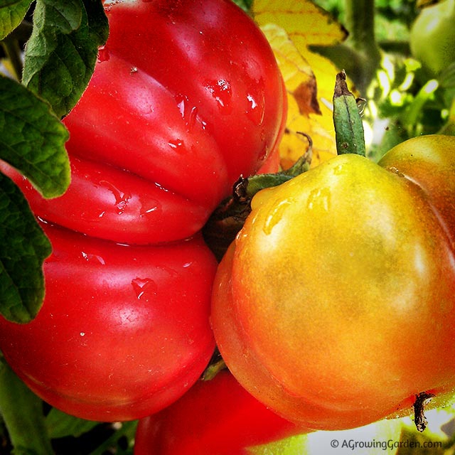 Growing Tomatoes