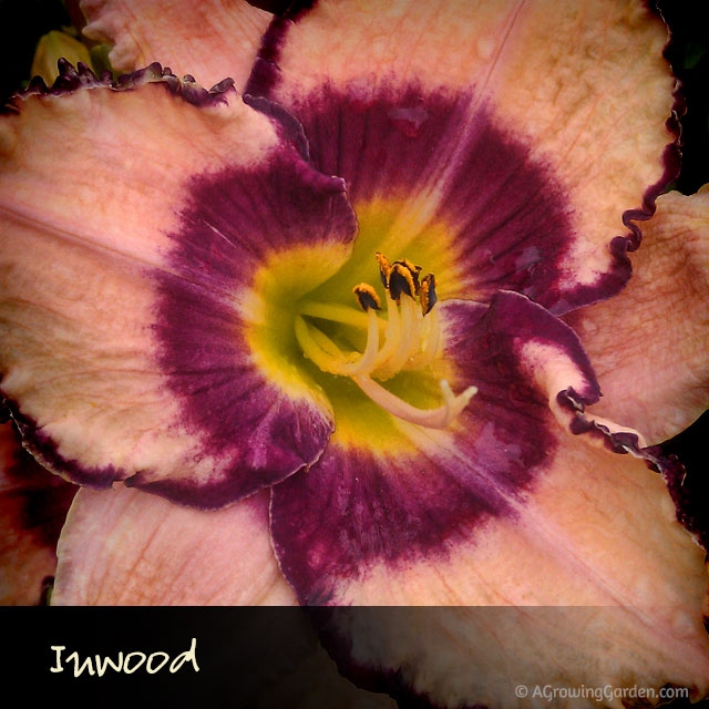 Inwood Daylily