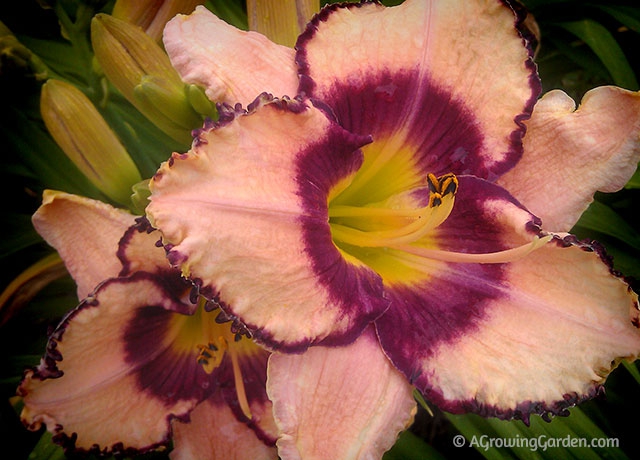 Pink Daylilies - Inwood