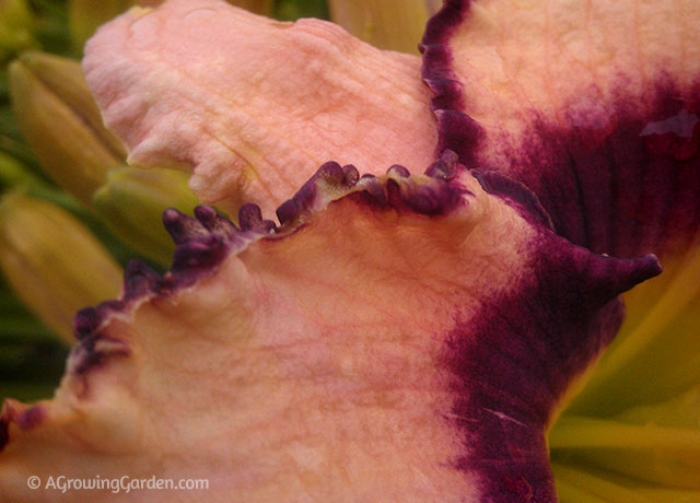 Daylily Close Up - Ruffled Edges