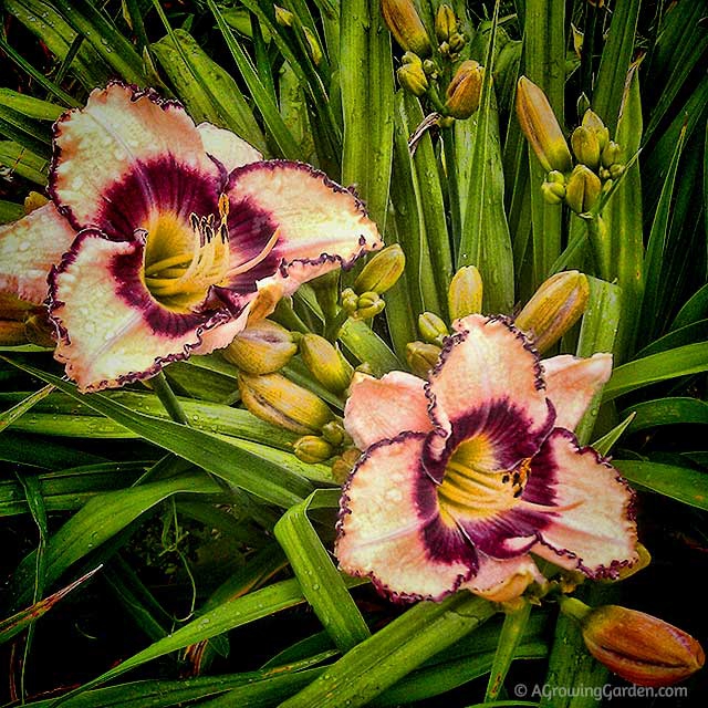 Modern Daylilies