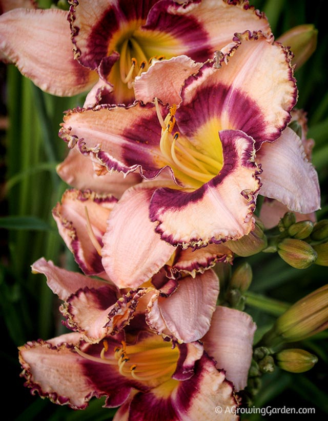 Growing Daylilies - Inwood Daylily