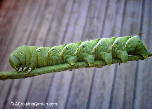 Tomato Hornworms & Tobacco Hornworms, Oh My!