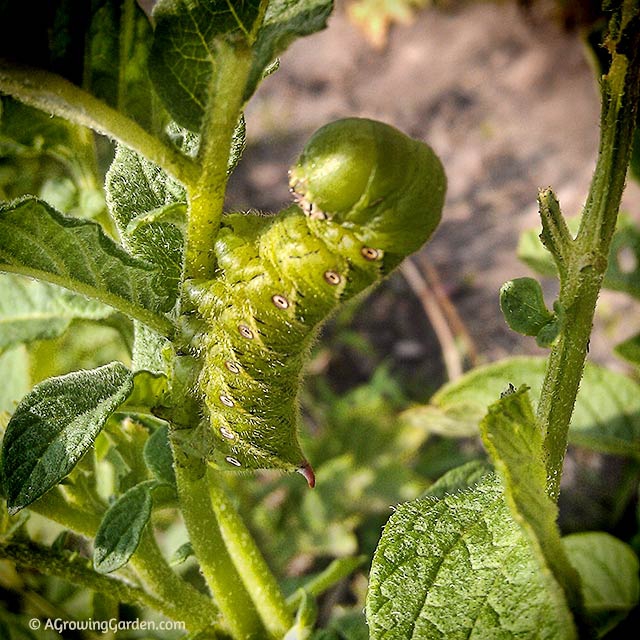 Tobacco Hornworm on Potato Plant