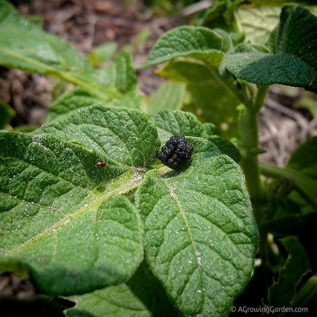 Caterpillar Poo On Garden Plant