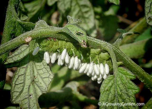 Hornworm Covered with Braconid Wasp Eggs