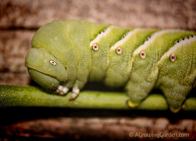 Hornworm in the Garden