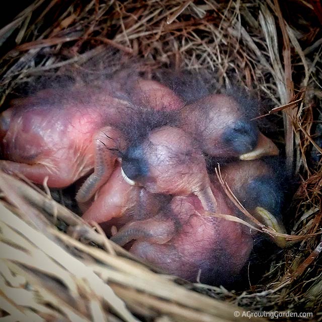 Baby Bluebirds ... So Far, So Good!