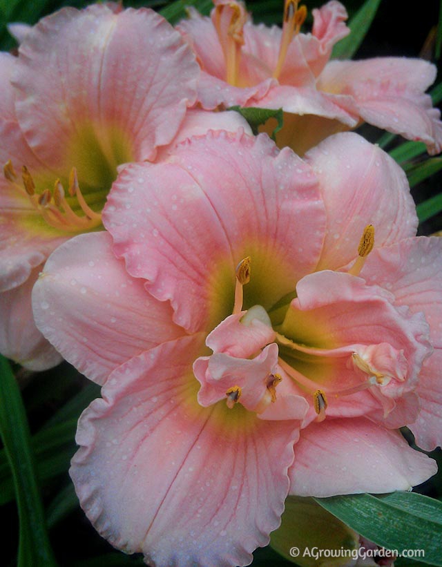 Pink Double Daylily - Siloam Double Classic