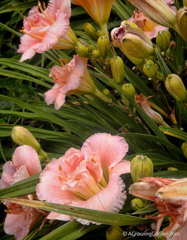 Daylily - Siloam Double Classic Pink