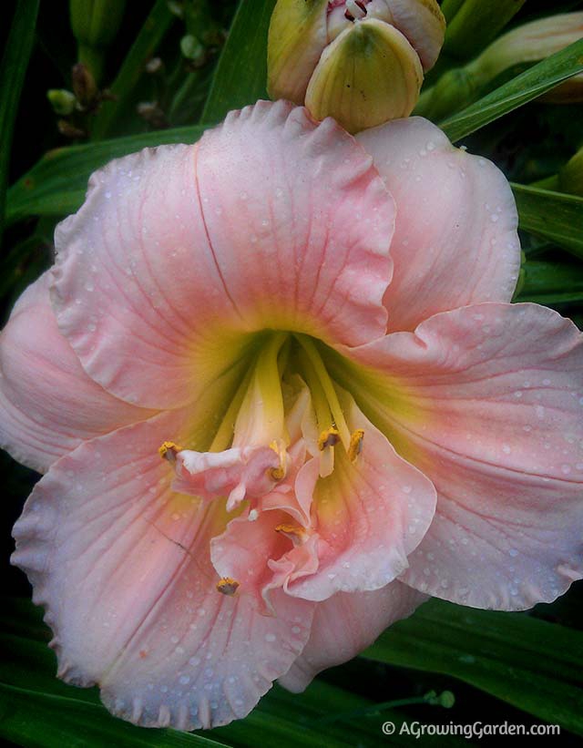 Pretty Pink Daylily | Siloam Double Classic