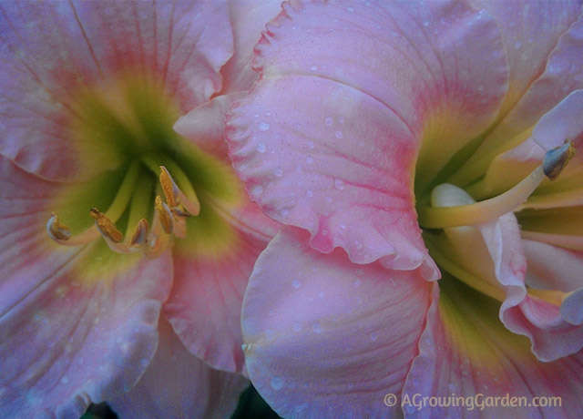 Pink Daylily - Siloam Double Classic Daylily