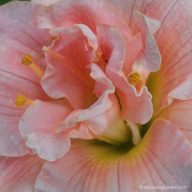 Siloam Double Classic Daylily Close Up